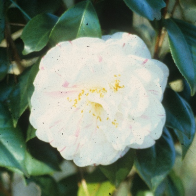Lady Fraser